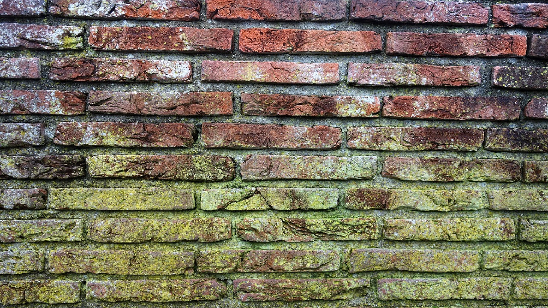 Comment faire pour nettoyer un mur moisi ? La Maison Vivante