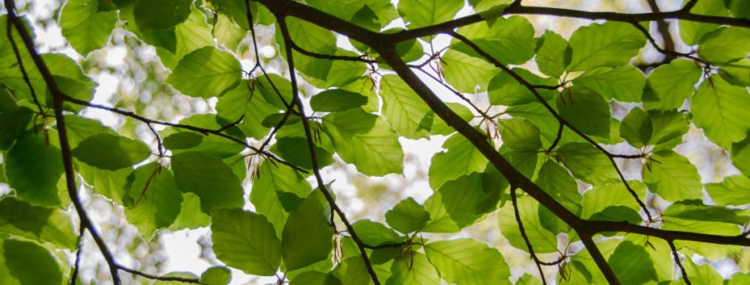 Astuce déco : la magie d'une branche d'arbre Astuce déco : la magie d'une branche d'arbre