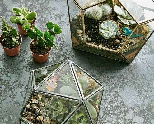 plante d'intérieure cactus vintage