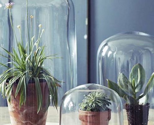 cactus sous verre