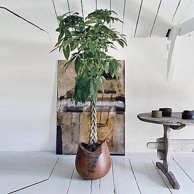 Plante d'intérieur pachira torsade