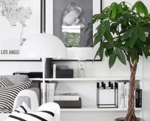 Plante intérieur décoration pachira torsadé
