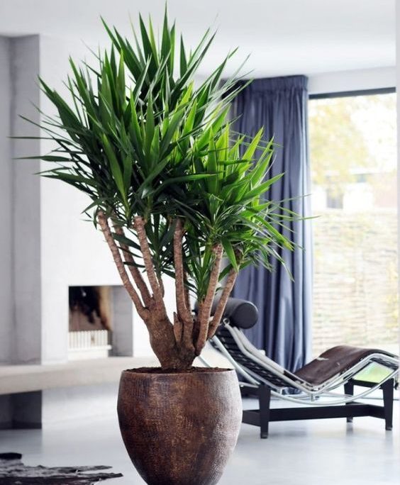 yucca d'interieur deco