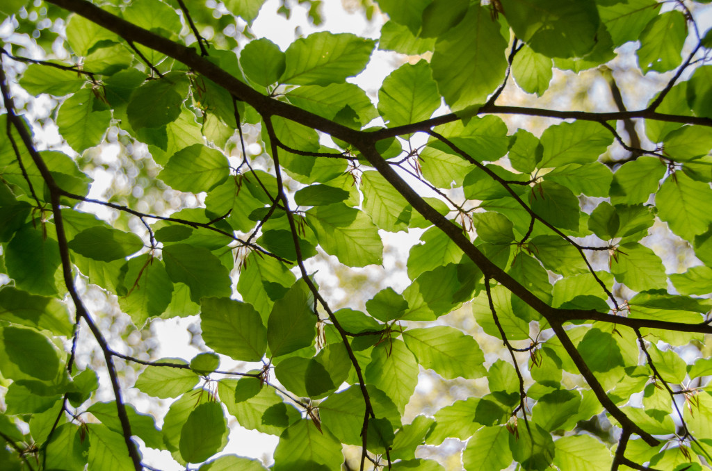 Branche d'arbre