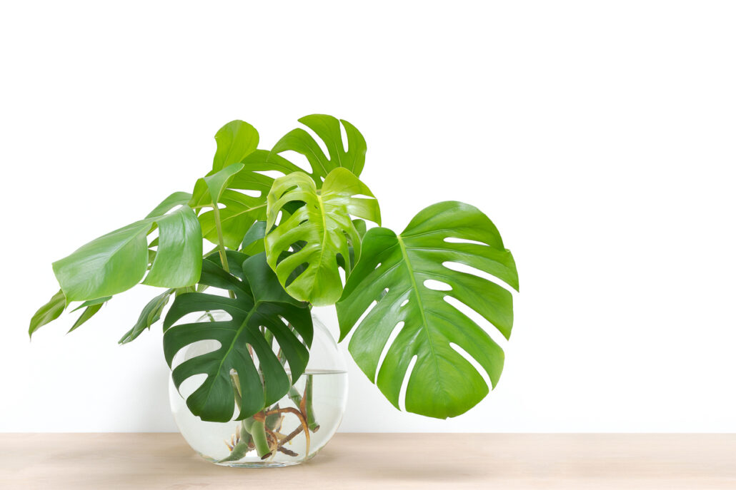 Plante d’intérieur : pourquoi opter pour un monstera ?