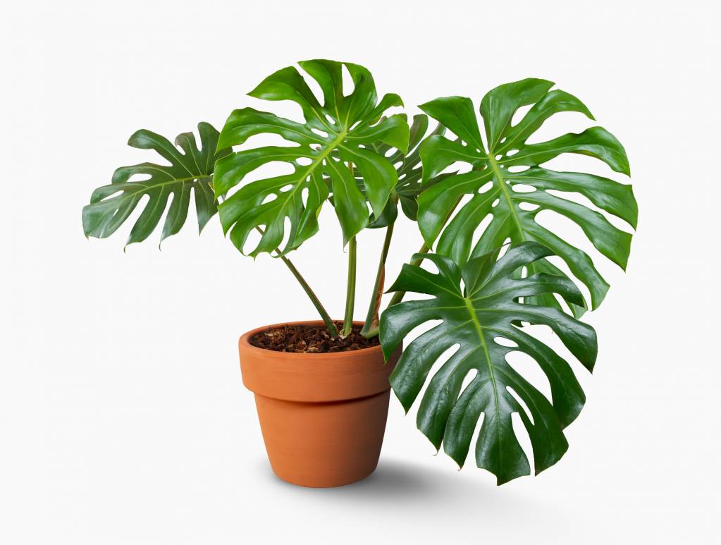 plante monstera