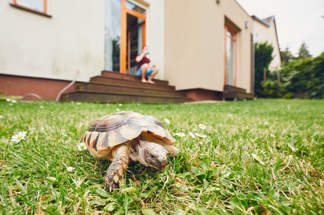 Tortue dans un jardin