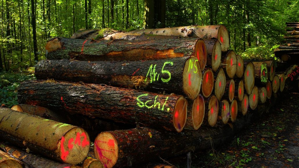 La maison écologique en bois prend de l’ampleur en France