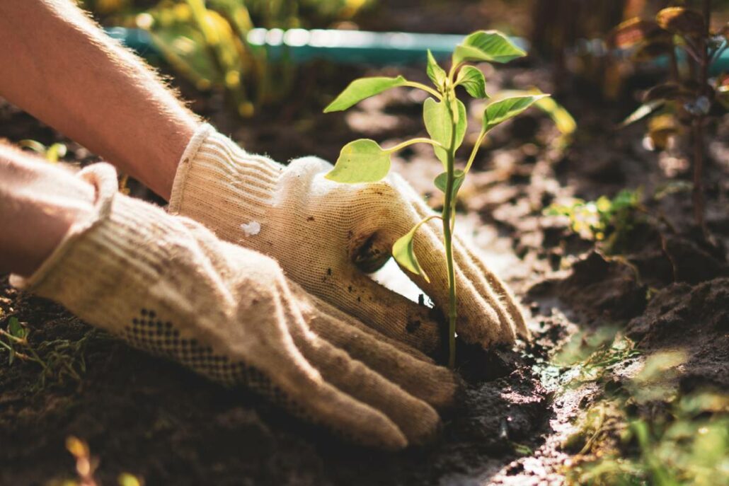 Paysagiste : comment utiliser la terre végétale pour vos projets ?